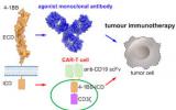 华中科技大学Nature子刊取得肿瘤免疫治疗活化研究新进展