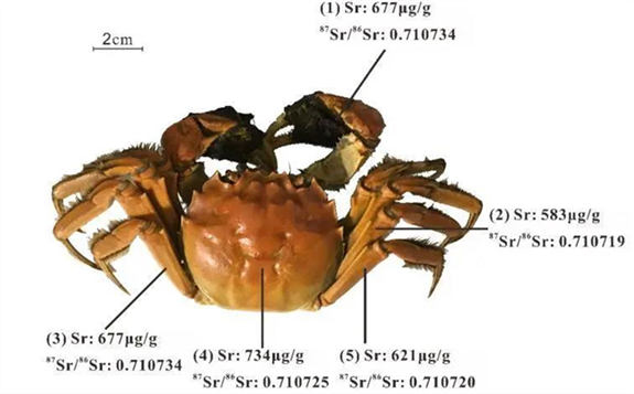 美味的大闸蟹如何鉴别原产地？同位素来帮忙