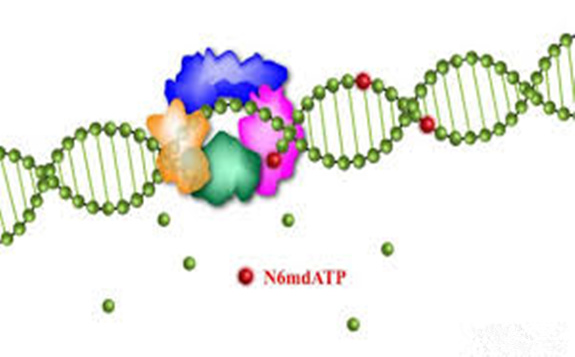 中国科学院：在哺乳动物DNA N6-甲基腺嘌呤研究方面取得新进展