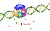 中国科学院：在哺乳动物DNA N6-甲基腺嘌呤研究方面取得新进展