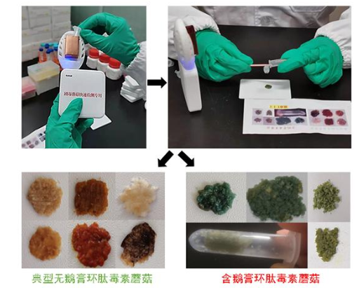 中科院昆明植物研究所新试剂盒3至5分钟快速识别毒蘑菇