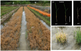 科学岛团队在水稻抗草铵膦基因发掘和功能研究方面取得突破性进展