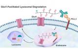 中国科学家发现溶酶体靶向嵌合体促进Glut1促进靶向蛋白降解